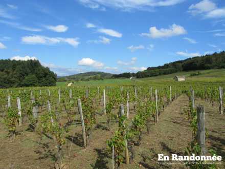 Vue sur les vignes de Champagne-sur-Loue